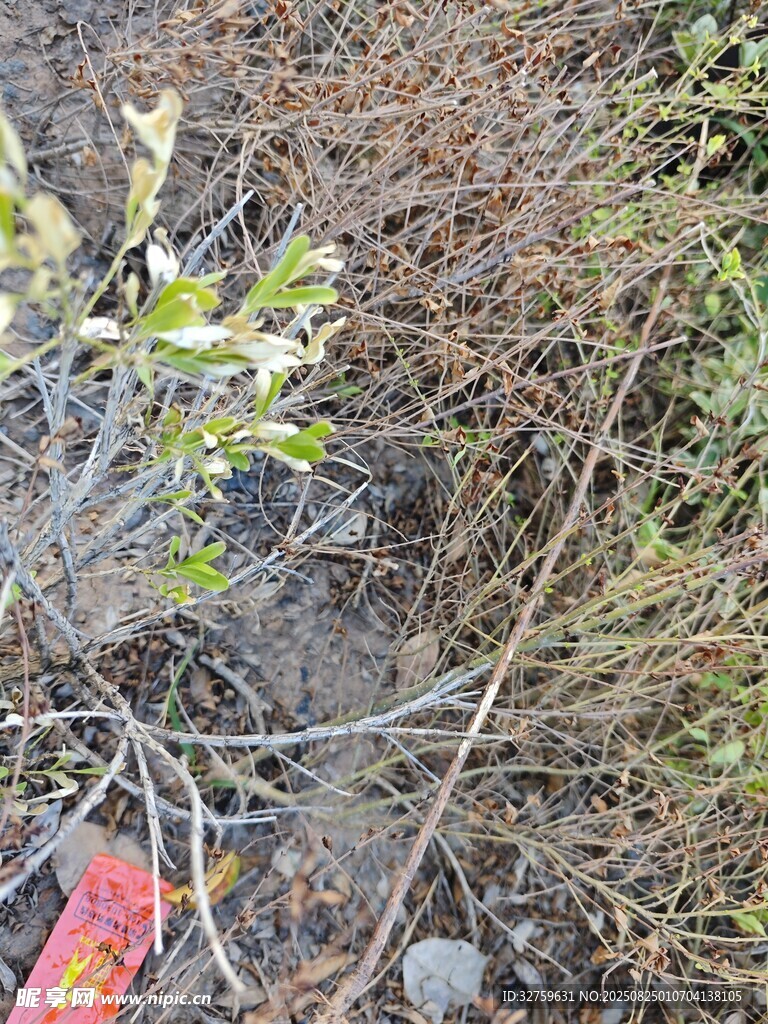 野外杂乱植物场景