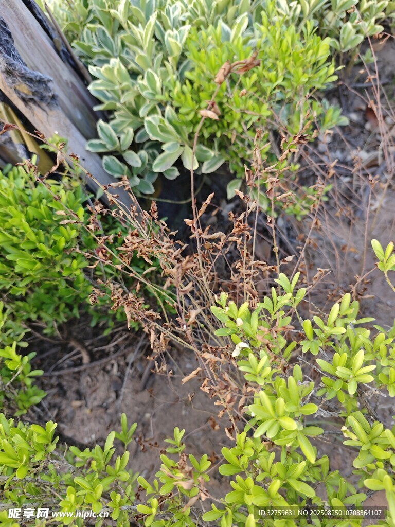 户外绿植景观