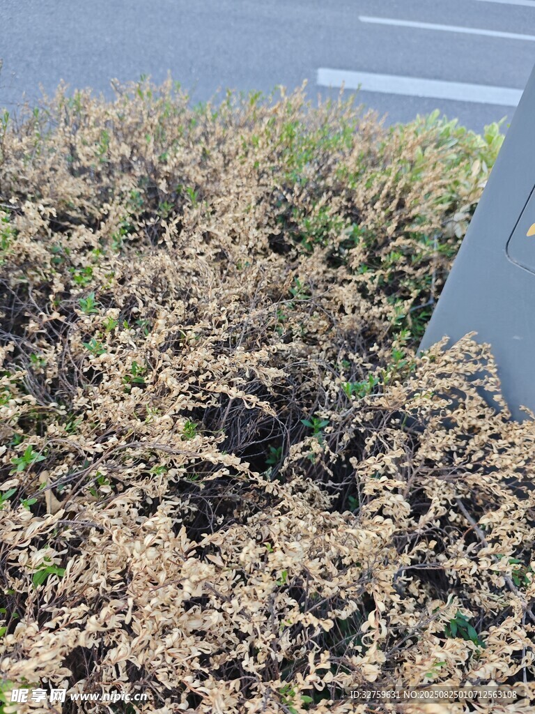 路边枯萎植物景观