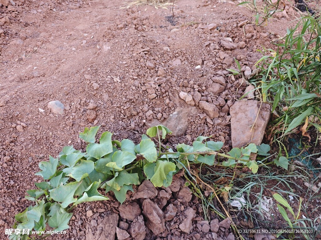 泥土中的绿色植物
