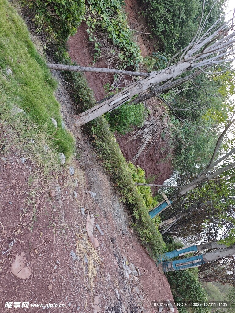 山间倾斜树木与绿植景观