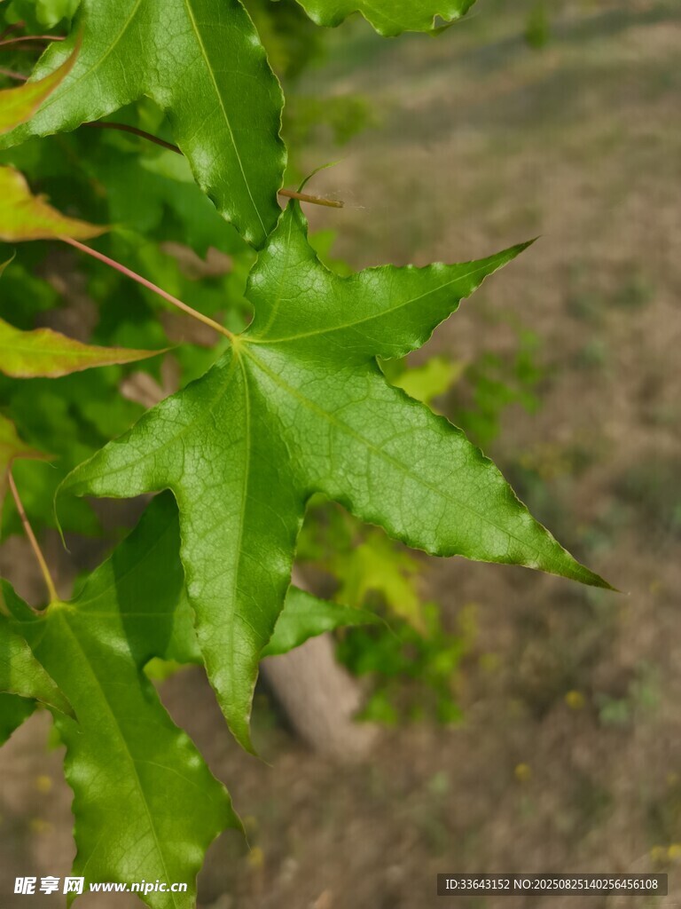 翠绿枫叶特写