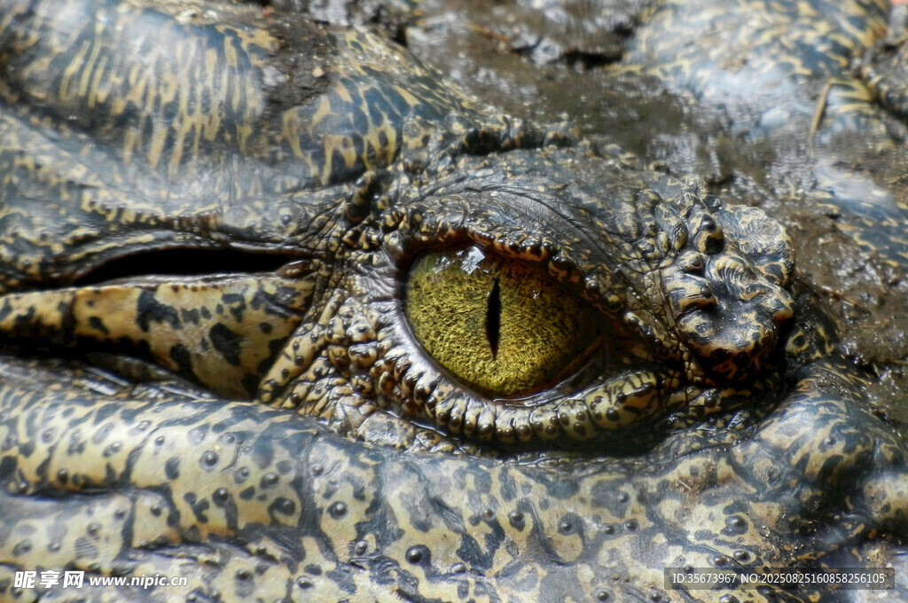 鳄鱼眼睛特写