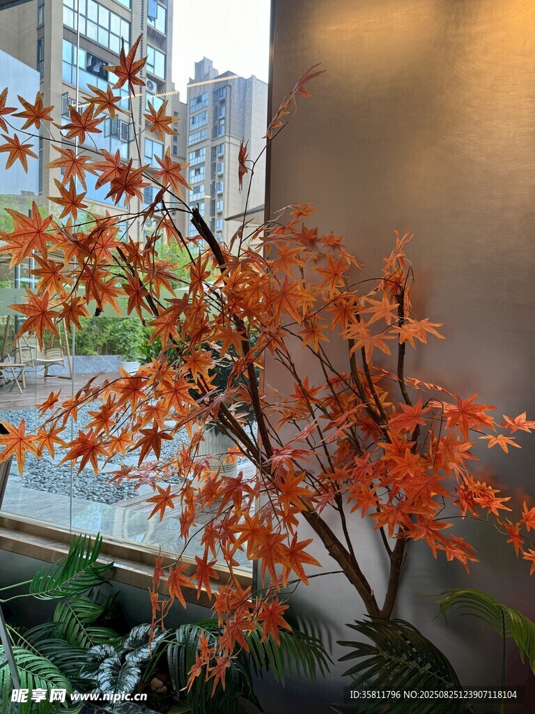 窗边红枫盆栽