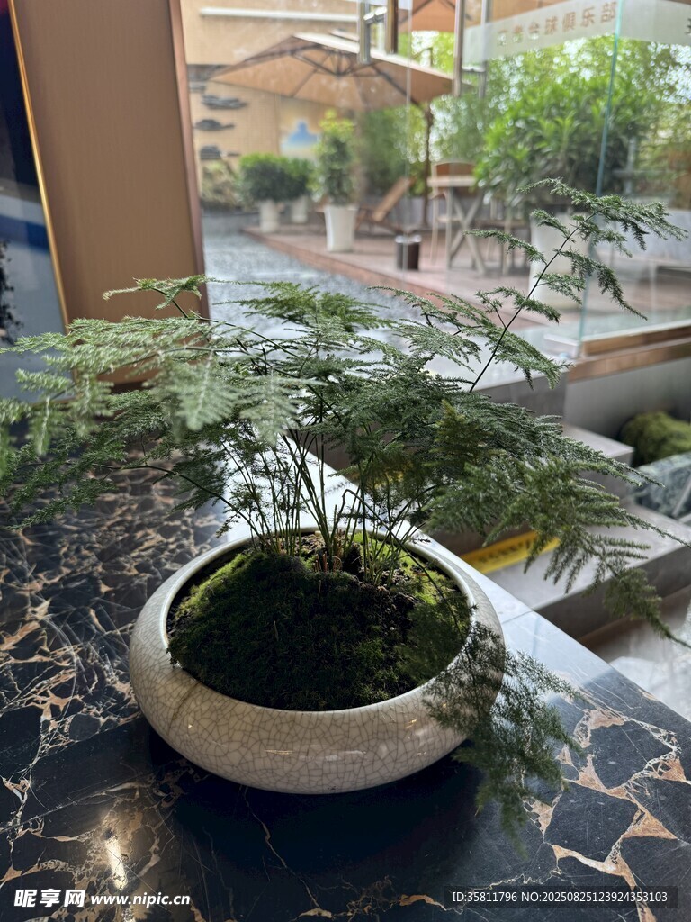 室内盆栽文竹绿意盎然