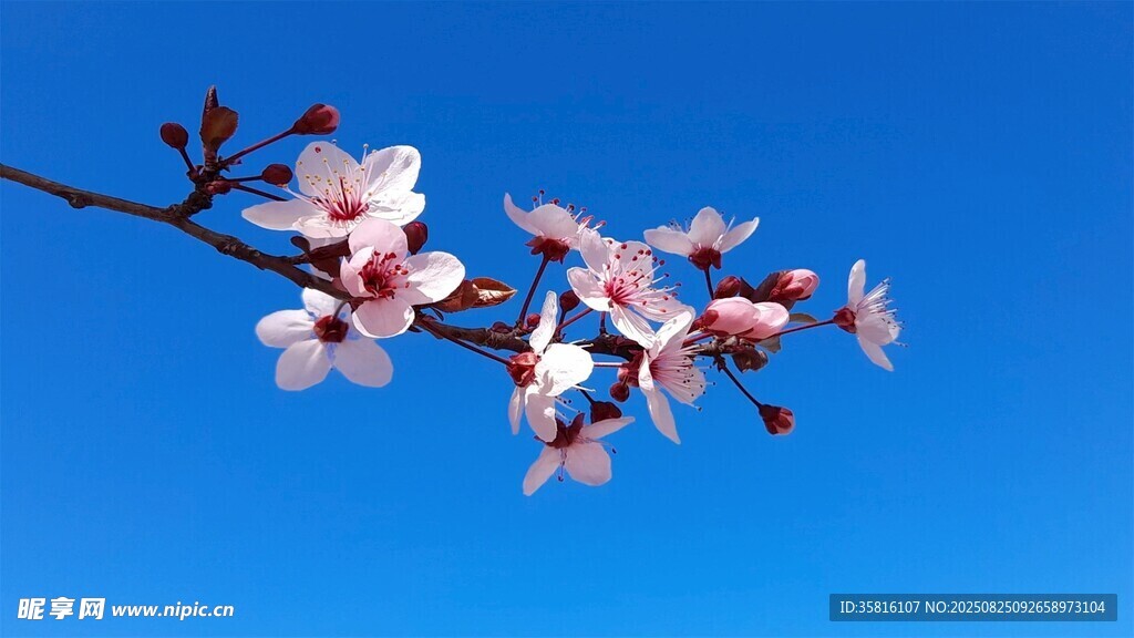 娇艳桃花