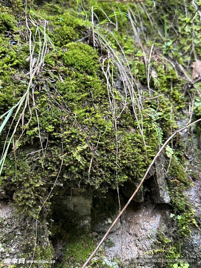 溪边苔藓