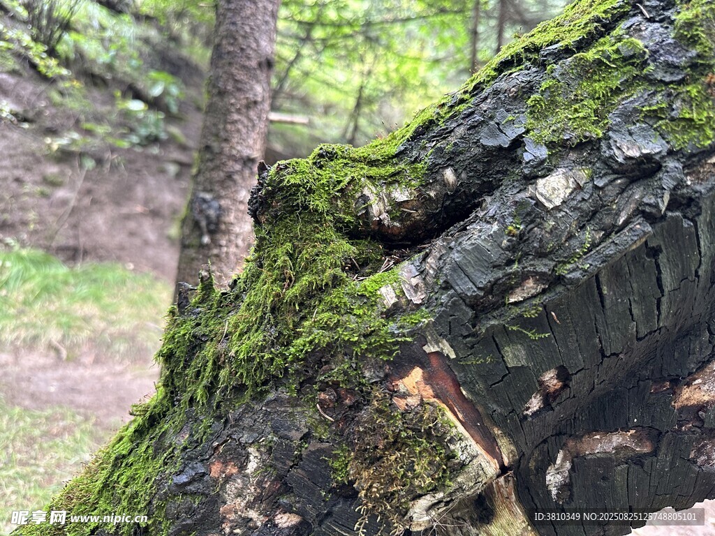 树干上的青苔