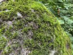 石头苔藓