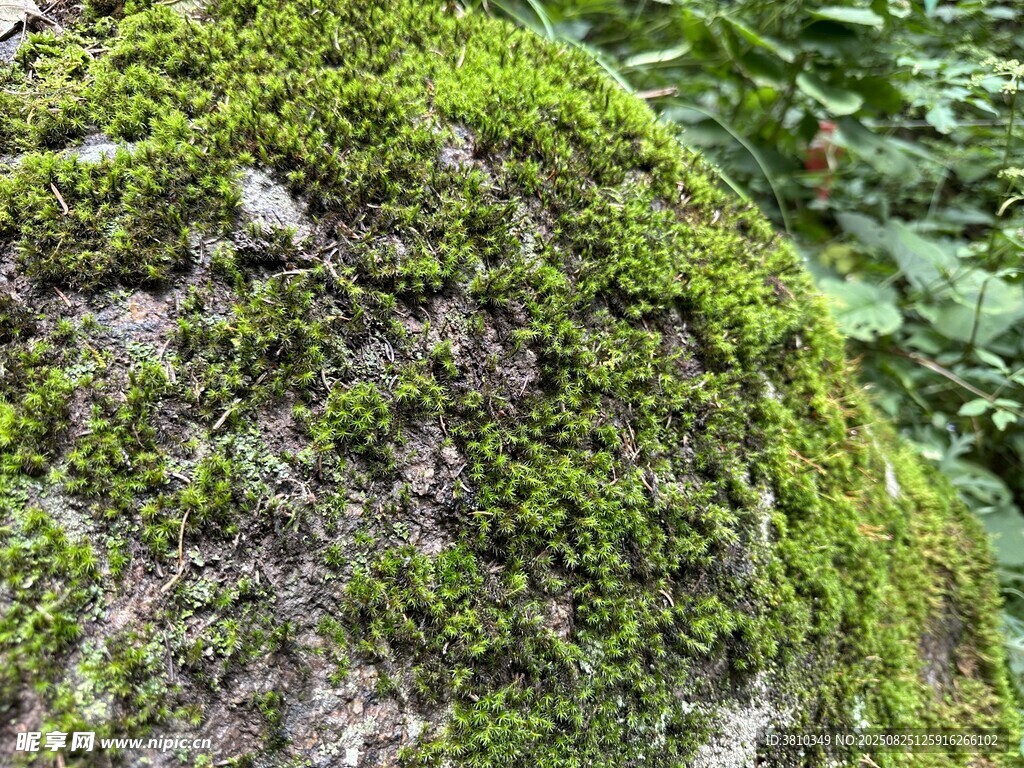 石头苔藓