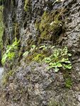 山间植被