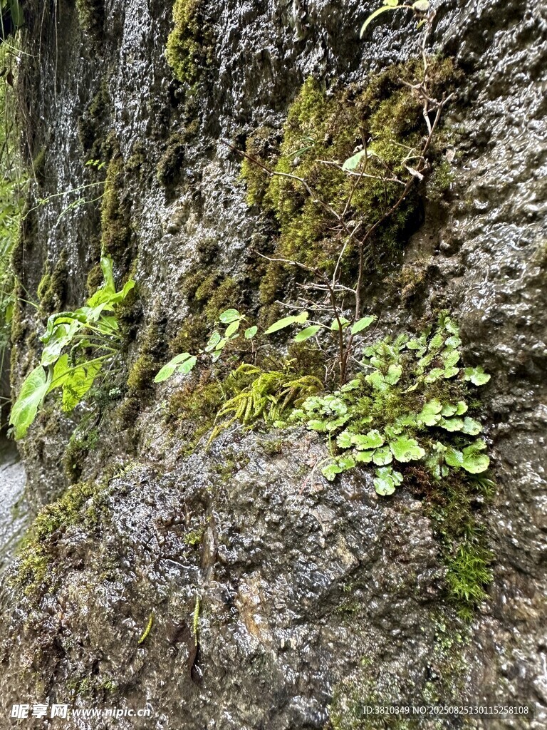 山间植被