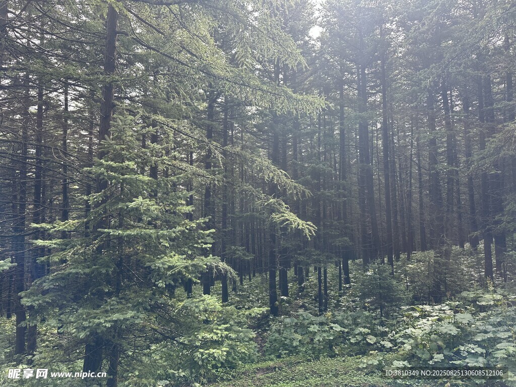 原始森林