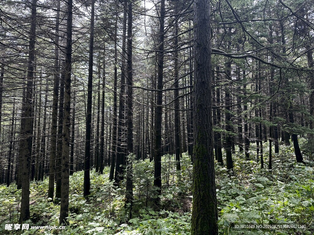 森林