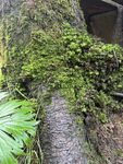 树干苔藓