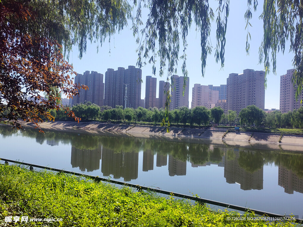 河畔垂柳映城市风光