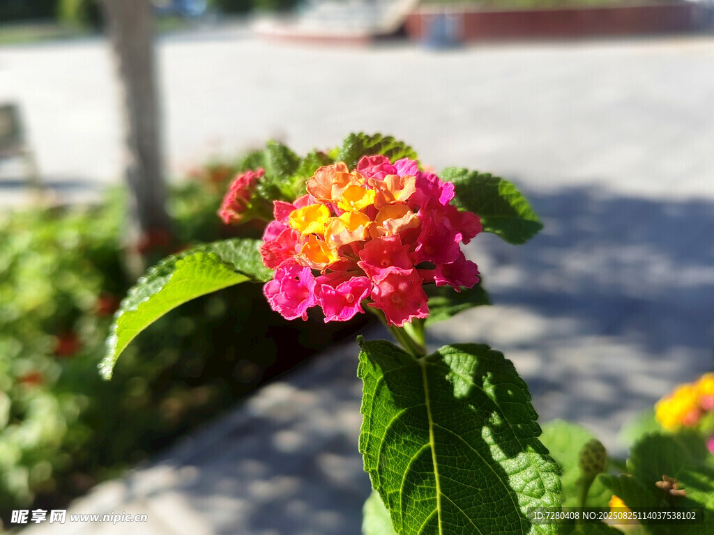 多彩马缨丹绽放