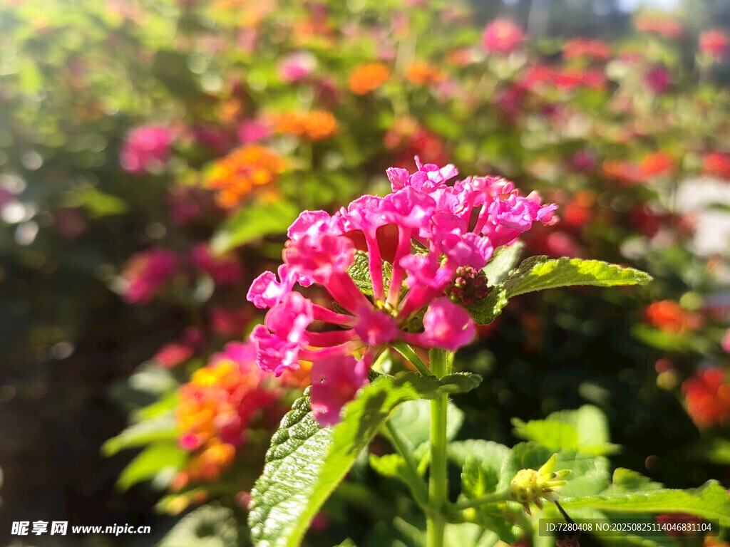 娇艳粉色花卉绽放