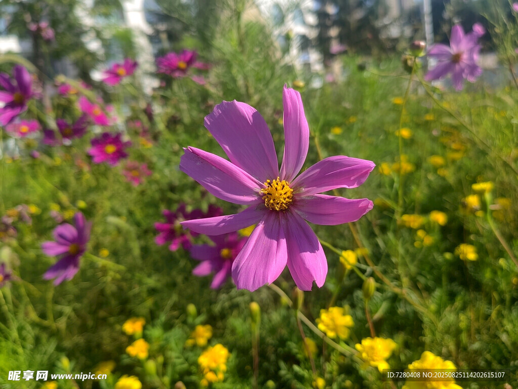 多彩花丛中的美丽紫色花朵