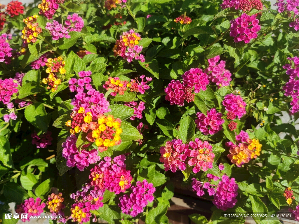 多彩缤纷的马缨丹花卉