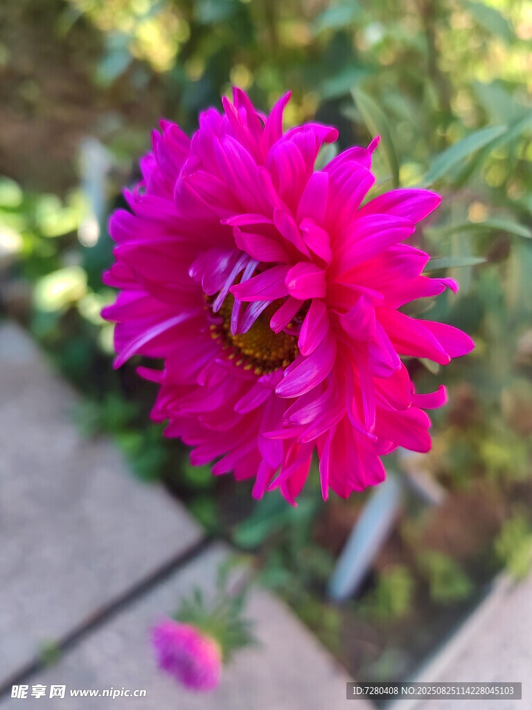 娇艳绽放的玫红色花朵