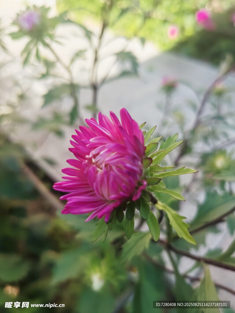 娇艳紫菊绽放