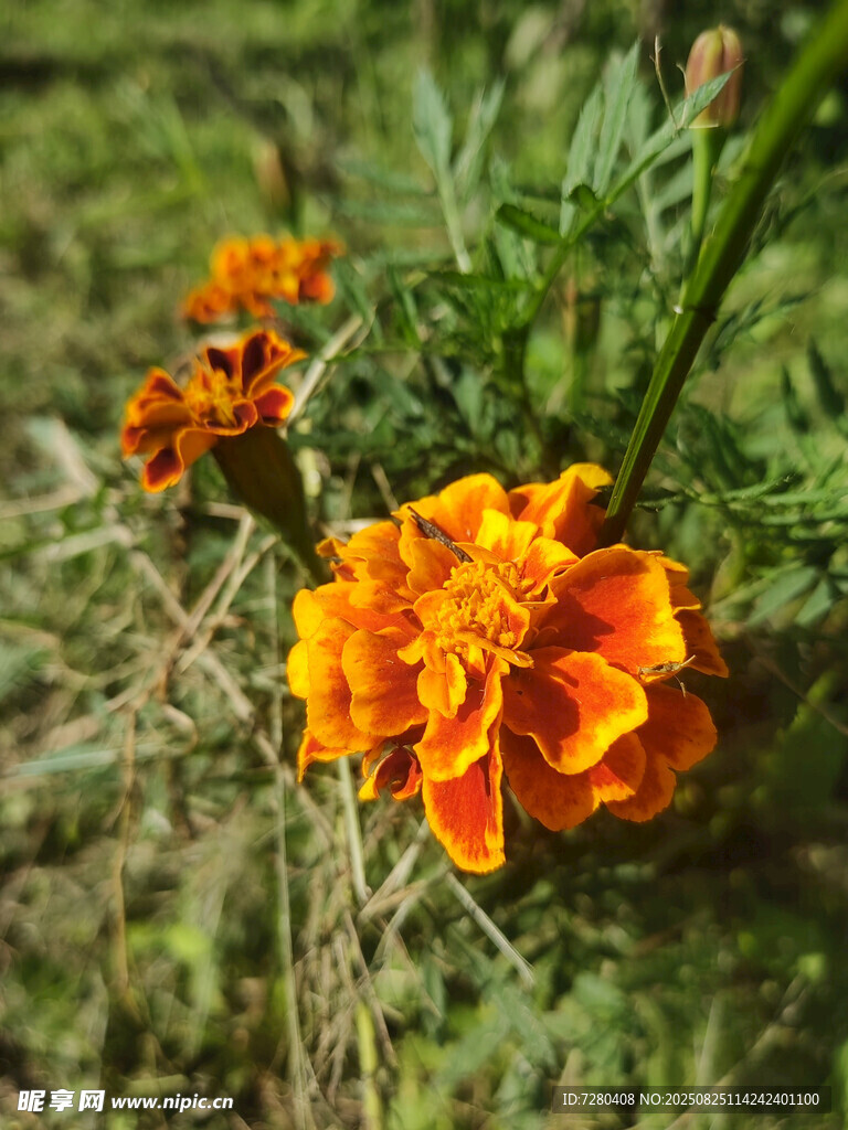 绽放的橙色万寿菊