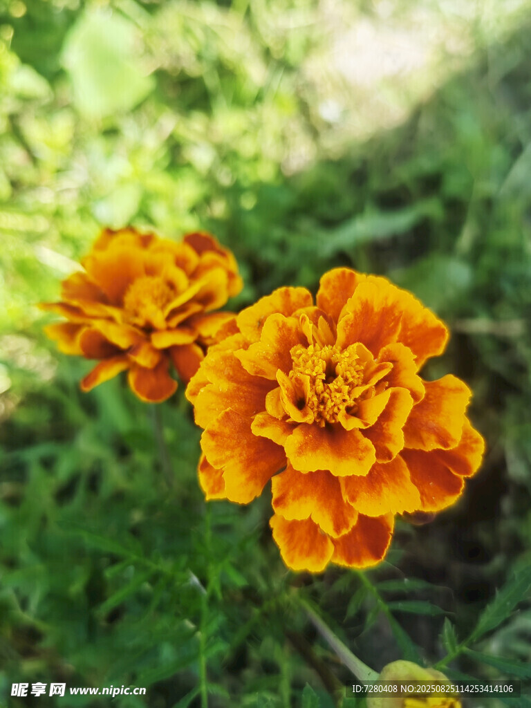 两朵鲜艳橙色万寿菊