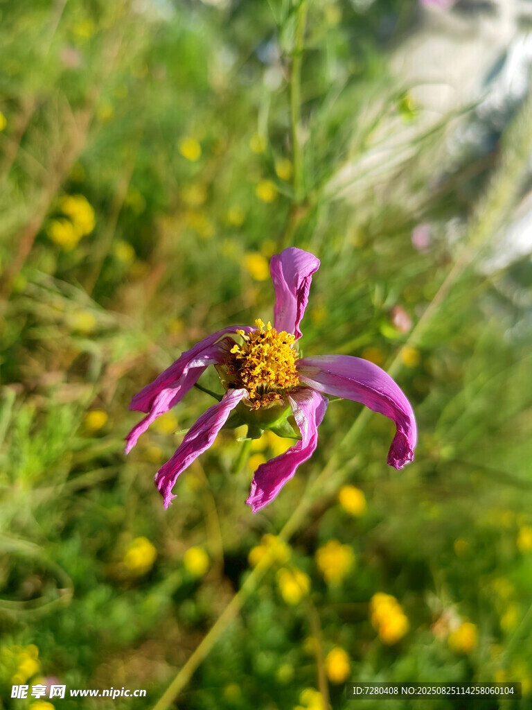 紫色奇特花卉绽放野外