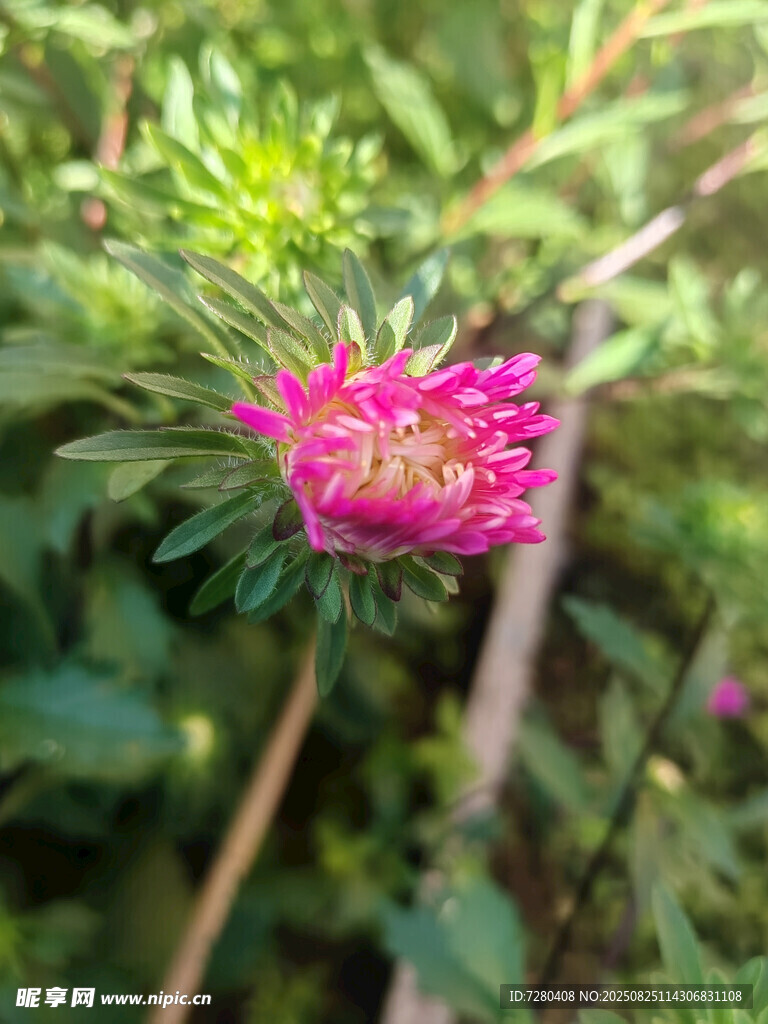 娇艳绽放的粉色小菊花