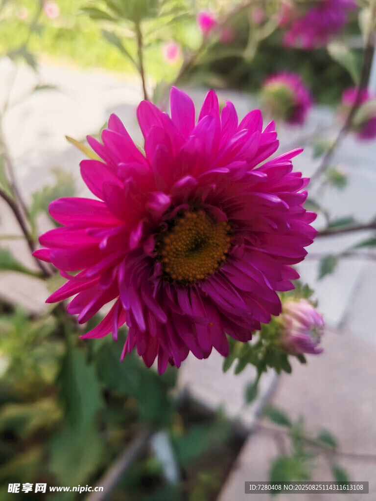 娇艳绽放的玫红色菊花