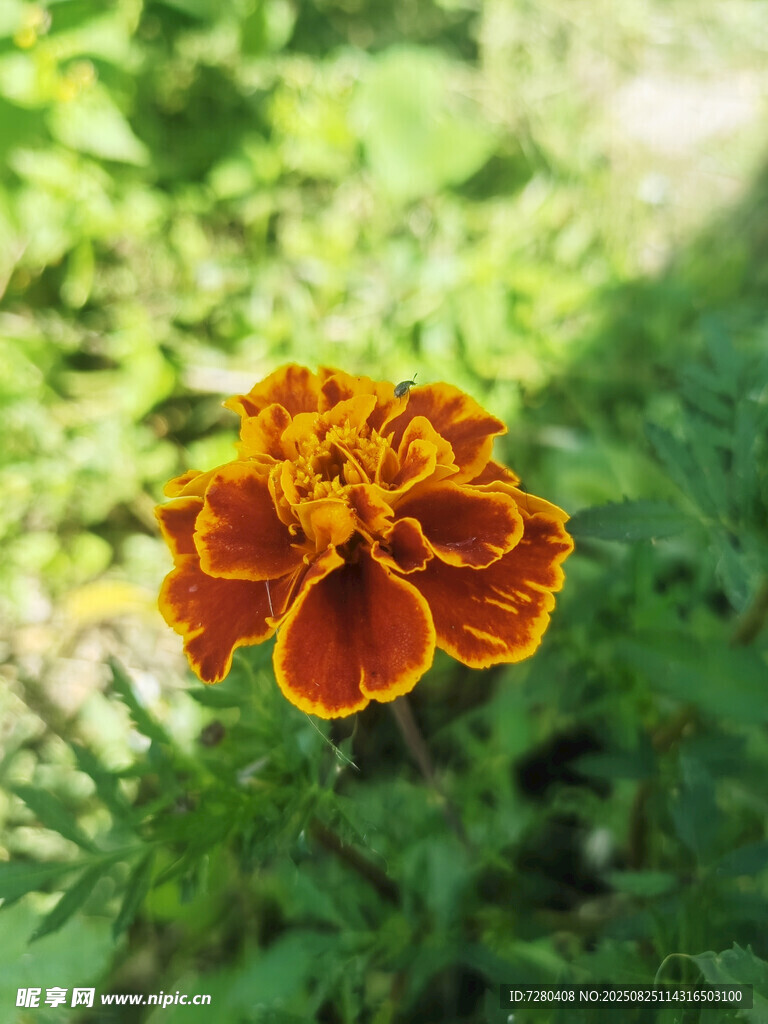 鲜艳双色万寿菊特写