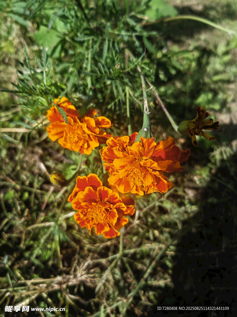 草地上的橙色花朵