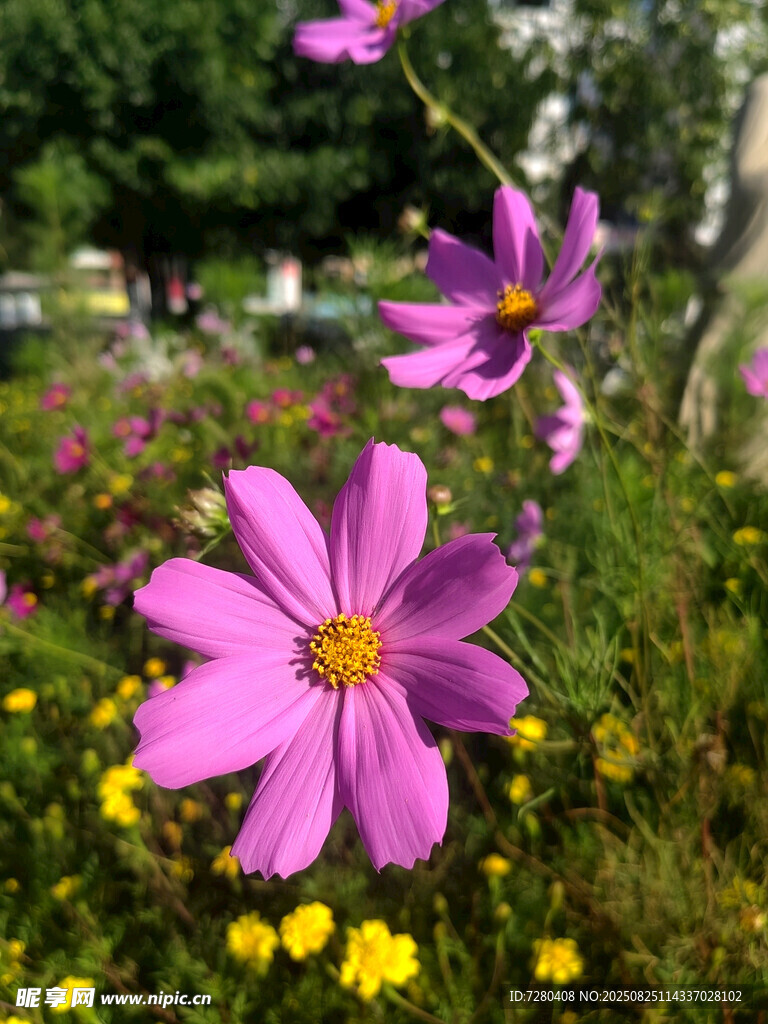 烂漫花丛中的紫色波斯菊