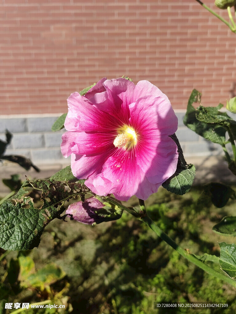 娇艳木槿花绽放