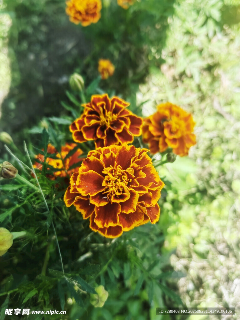鲜艳多彩的万寿菊绽放