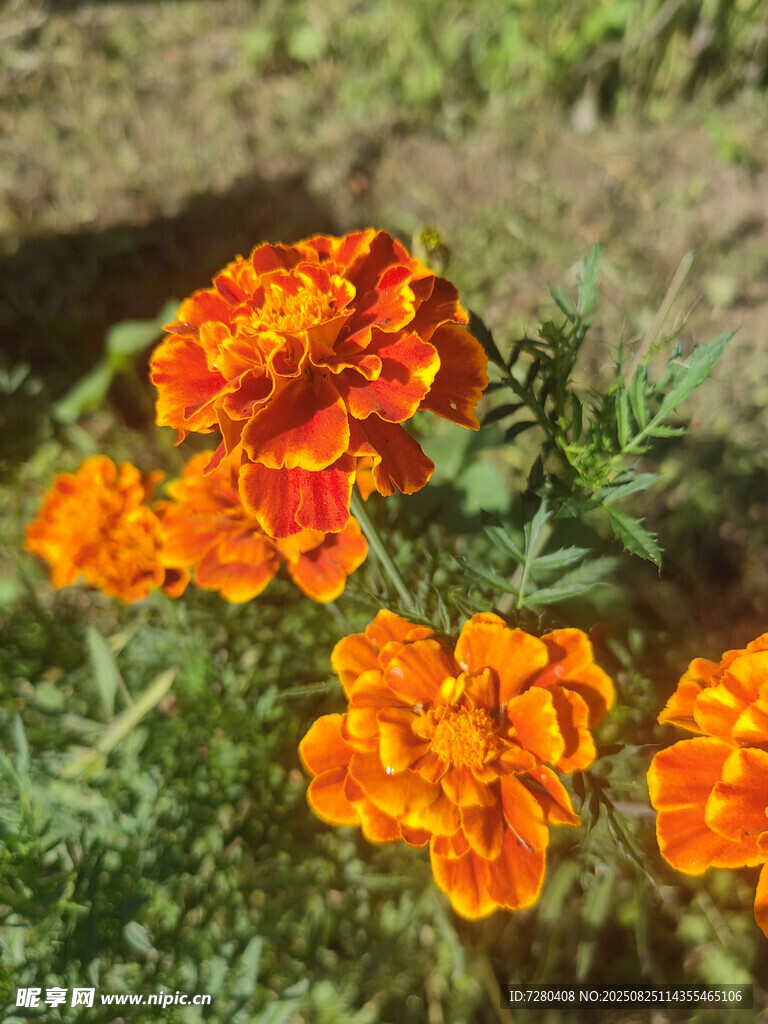 鲜艳橙色万寿菊绽放