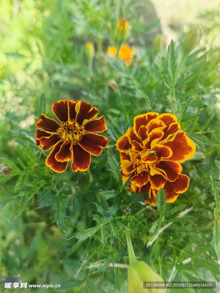 双色万寿菊绽放于绿野