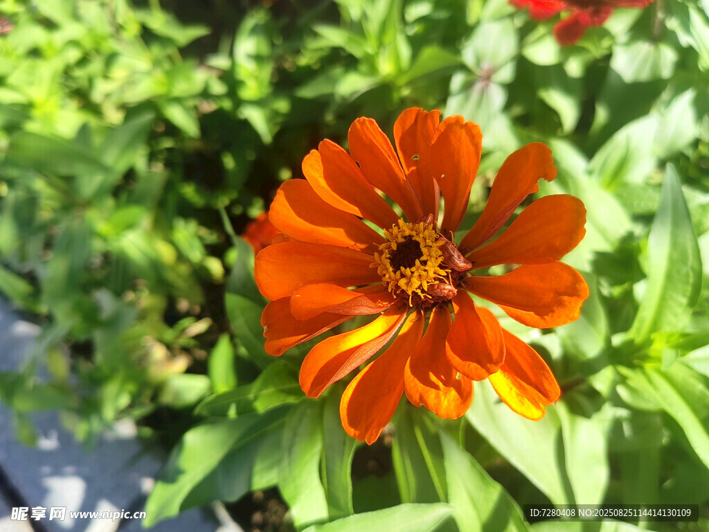 鲜艳橙花绽放绿叶间