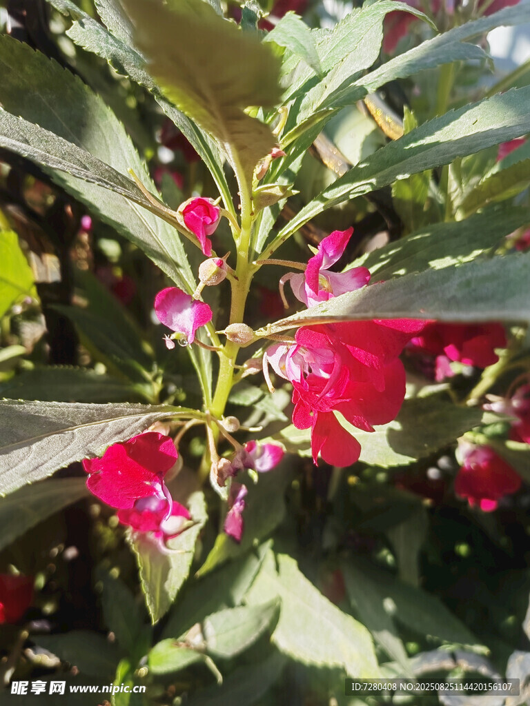 娇艳红花朵与翠绿叶片