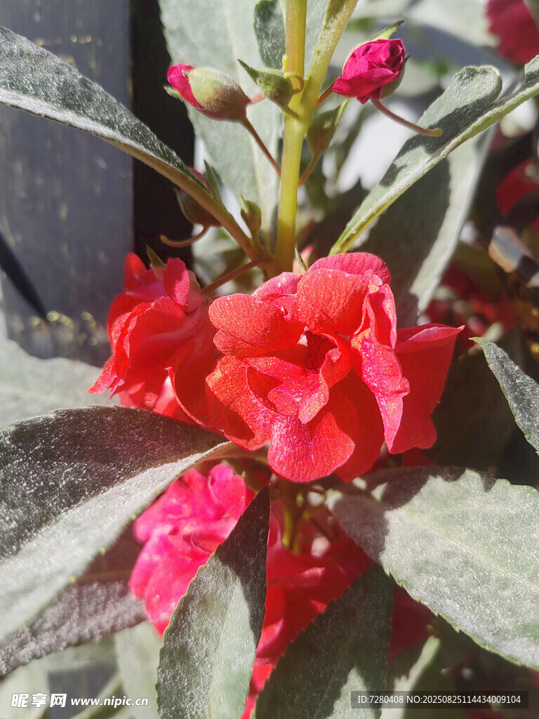 娇艳红色花卉特写