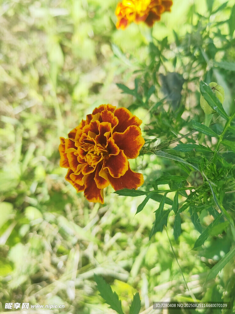 鲜艳万寿菊绽放于绿野