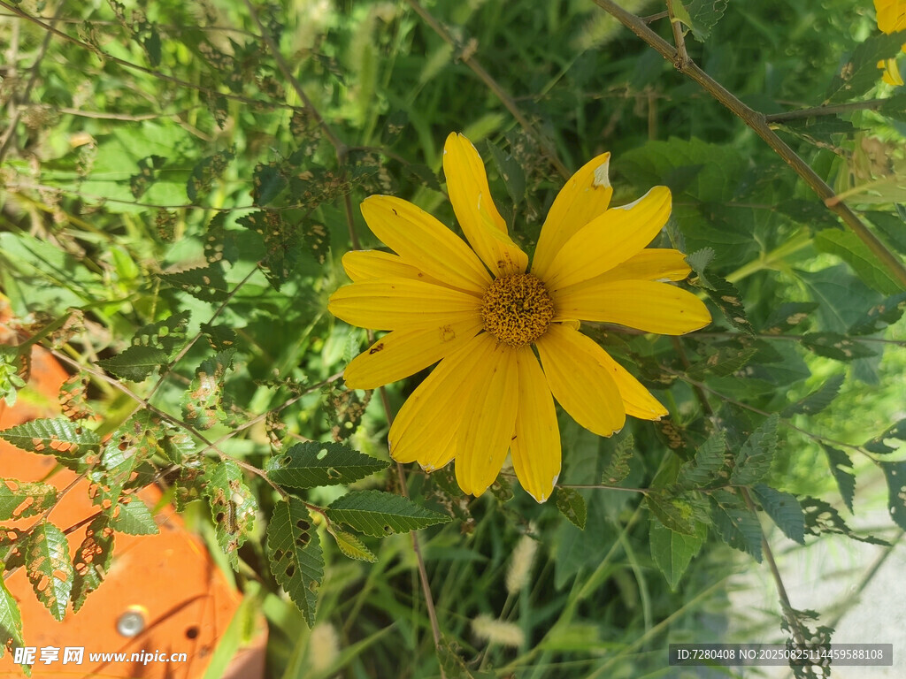 黄色小花绽放于绿植间