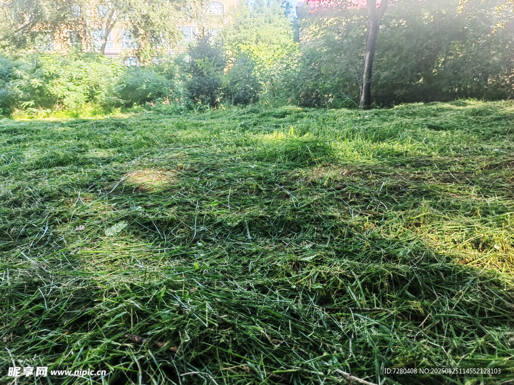 阳光照耀下的翠绿草地