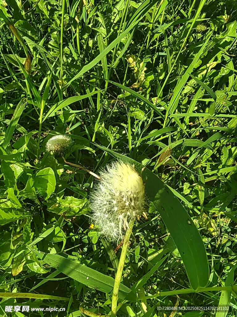 阳光下的蒲公英