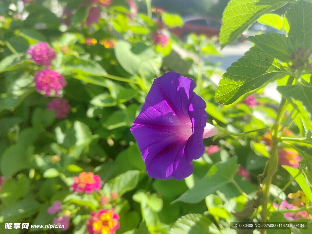 紫色牵牛花绽放于花丛中
