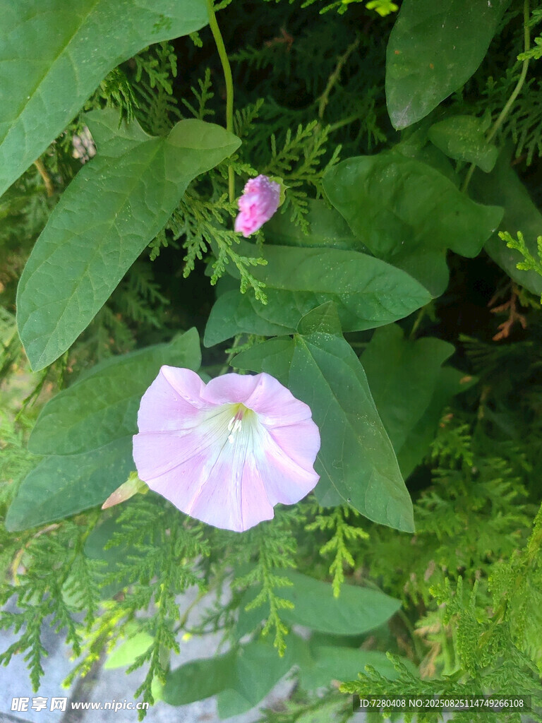 粉色牵牛花绽放绿叶间