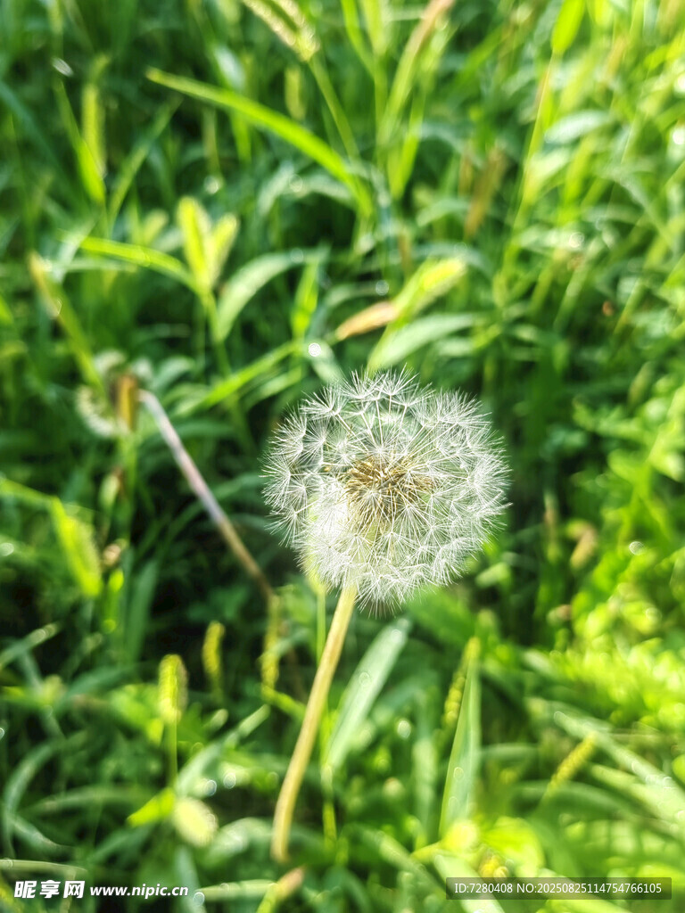 草丛中的蒲公英