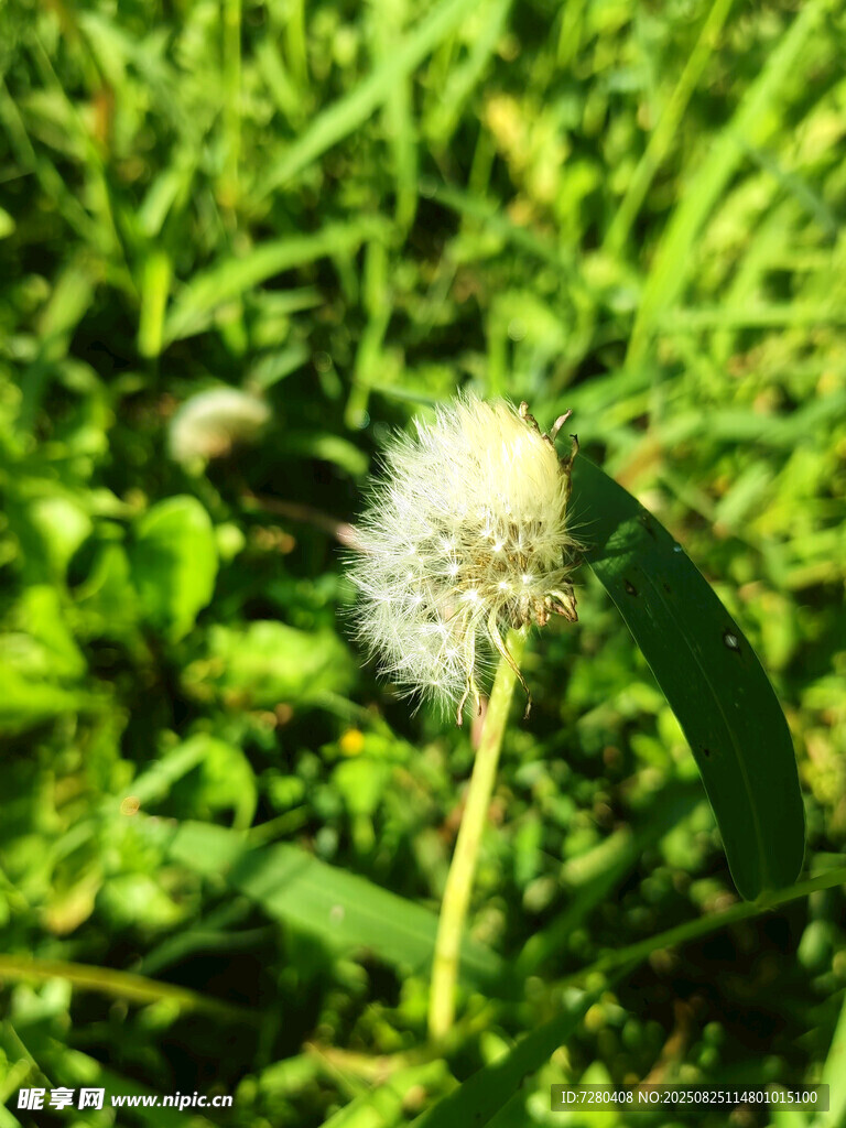 草地上的白色绒球蒲公英