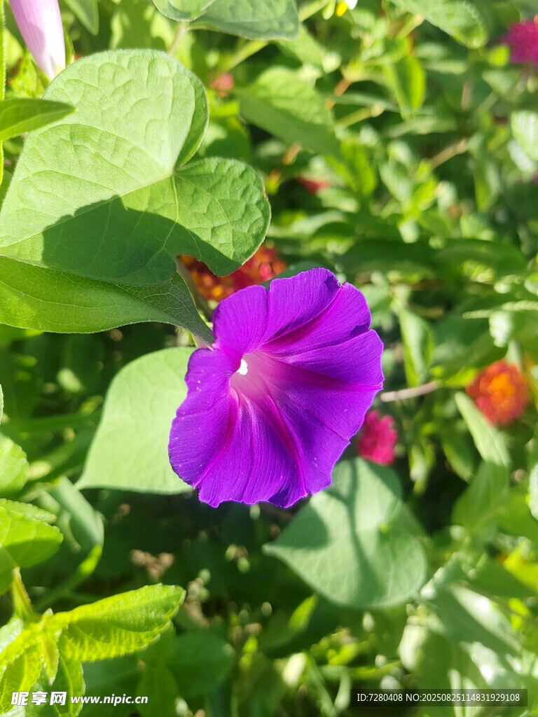 紫色牵牛花绽放绿叶间